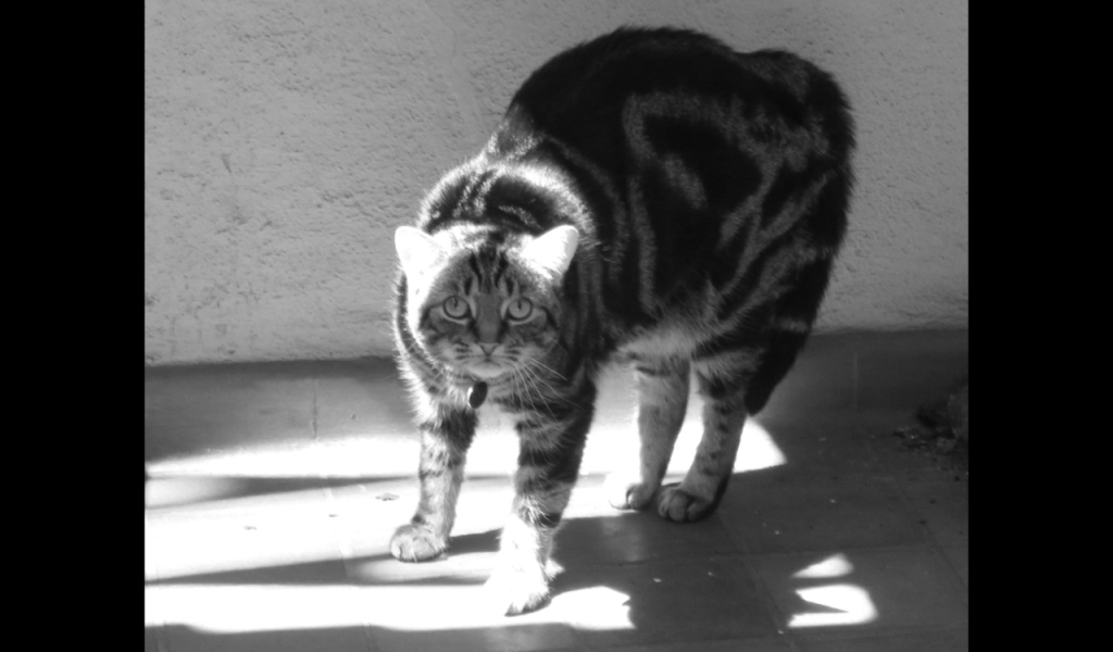 Scaredy Cat: a quadrille poem